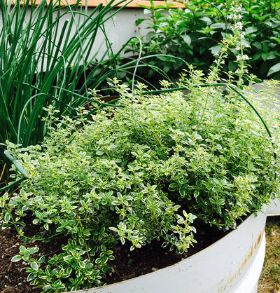 Drying Summer Herbs to be Enjoyed All Year