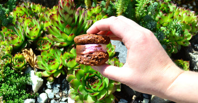 Ice Cream Sandwiches Made with Minis